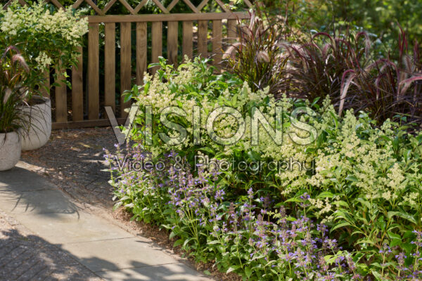 Ligustrum lucidum Green Screen®
