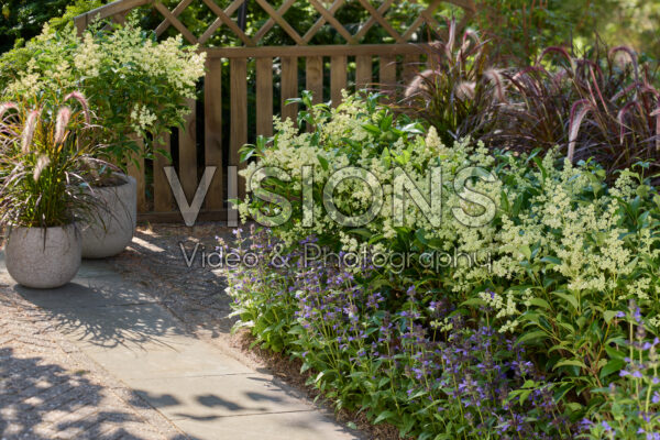 Ligustrum lucidum Green Screen® Ligustrum lucidum Green Screen®