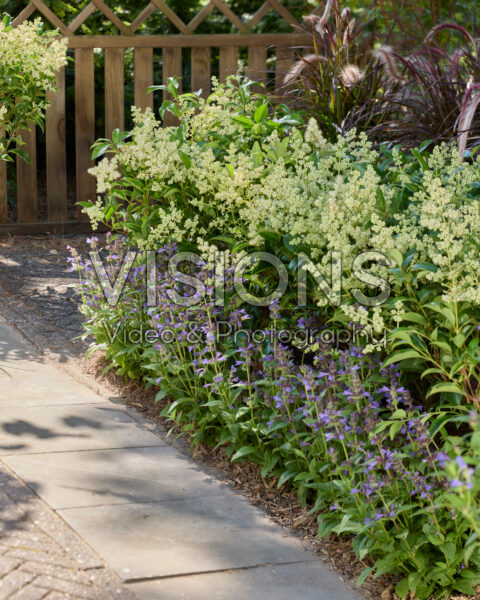 Ligustrum lucidum Green Screen®