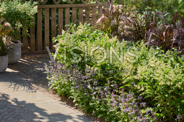 Ligustrum lucidum Green Screen®