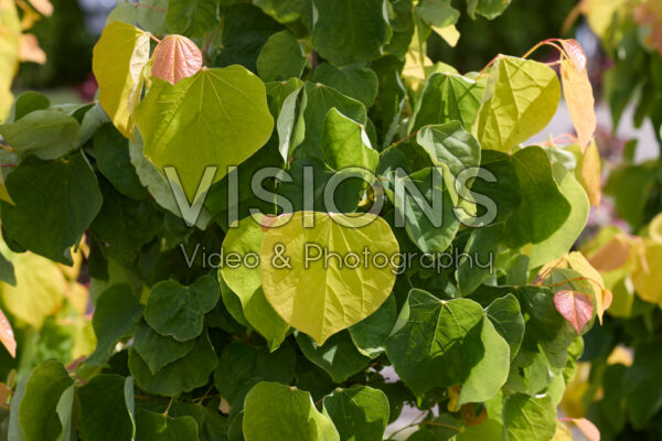 Cercis canadensis The Rising Sun Cercis canadensis The Rising Sun