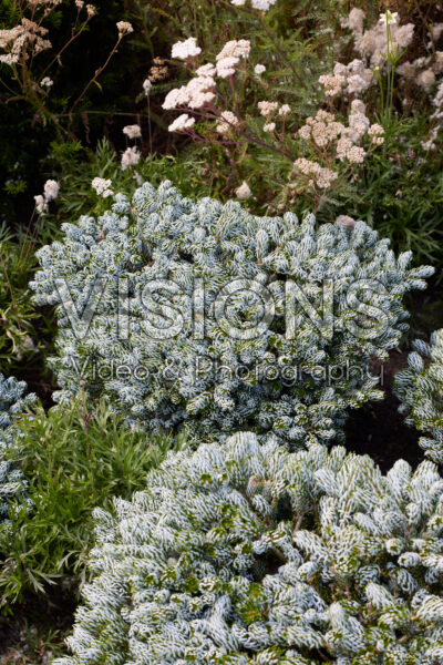 Abies koreana Kohout's Icebreaker