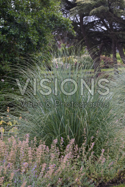 Cortaderia selloana Pumila Cortaderia selloana Pumila
