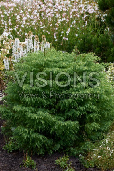 Cryptomeria japonica Elegans Viridis Cryptomeria japonica Elegans Viridis