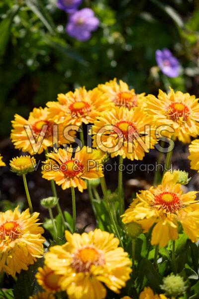 Gaillardia SpinTop™ Mango