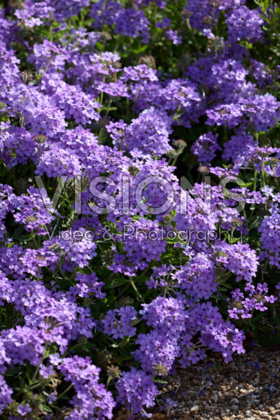Verbena peruviana EnduraScape™