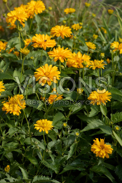 Heliopsis helianthoides