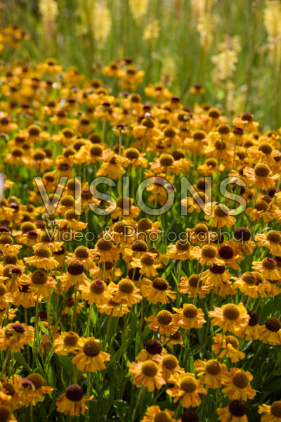 Helenium Helenium