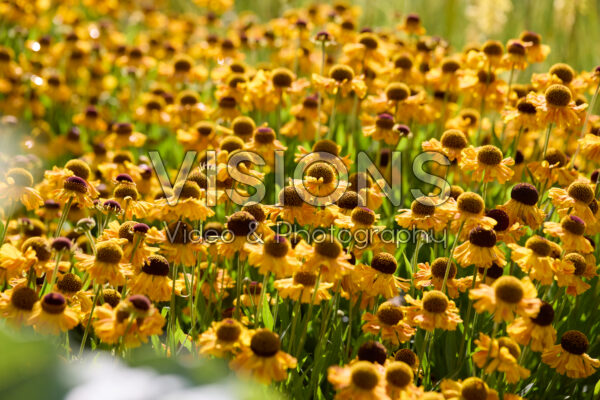 Helenium Helenium