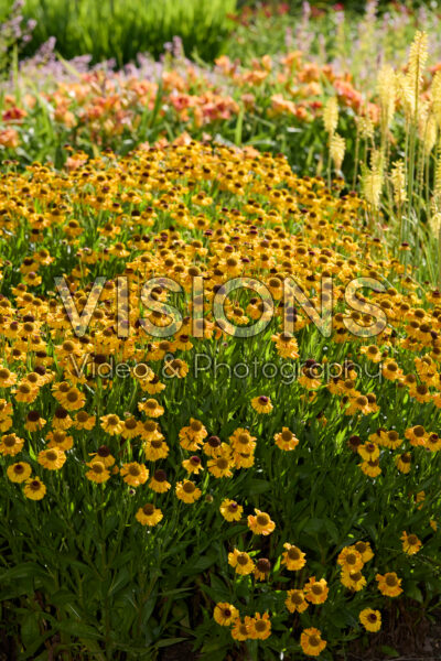 Helenium