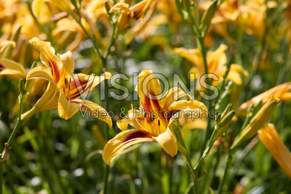 Hemerocallis Hemerocallis