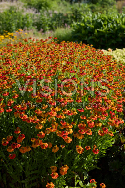 Helenium