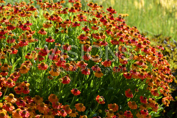 Helenium