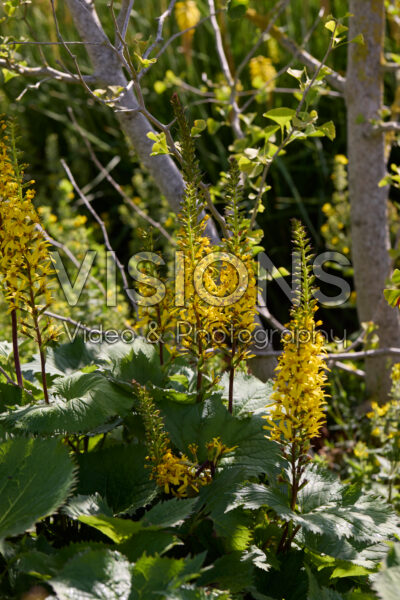 Ligularia