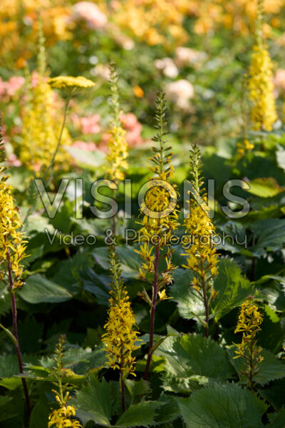 Ligularia