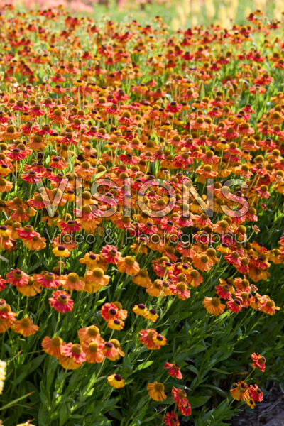 Helenium Helenium