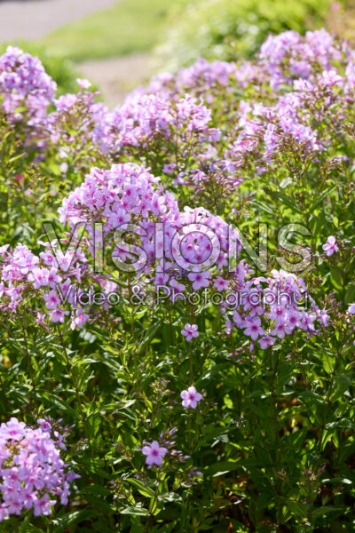 Phlox Phlox
