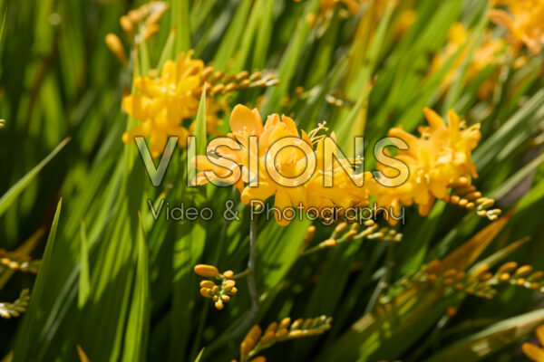 Crocosmia Crocosmia