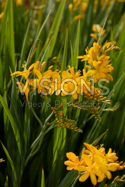 Crocosmia Crocosmia