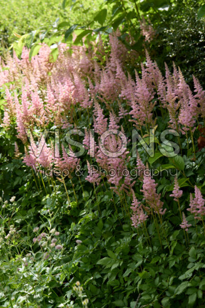 Astilbe