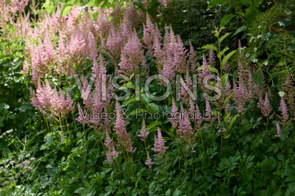 Astilbe Astilbe