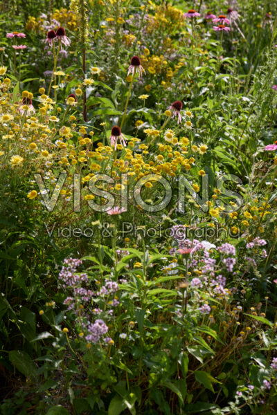 Flowering perennials