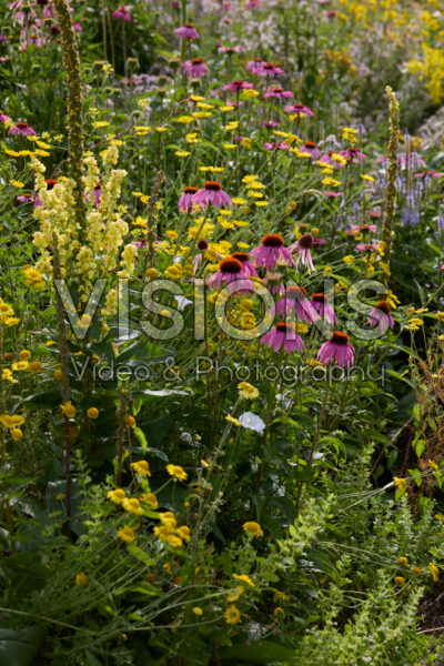 Flowering perennials