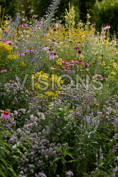 Bloeiende vaste planten