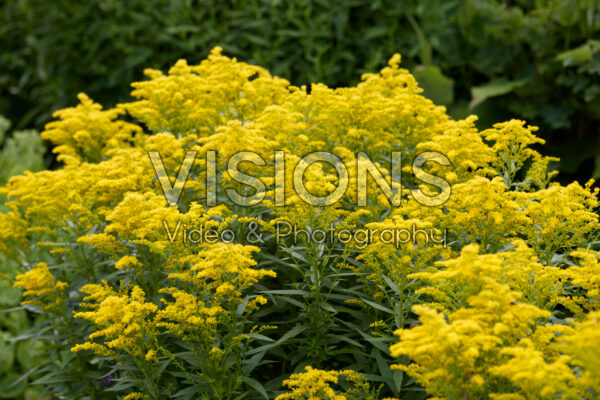 Solidago