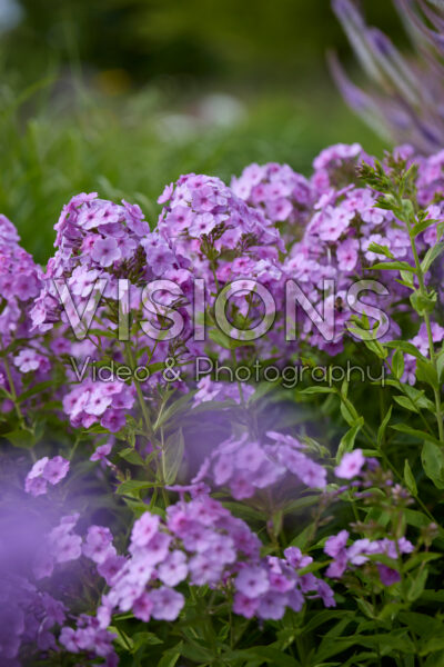 Phlox Phlox