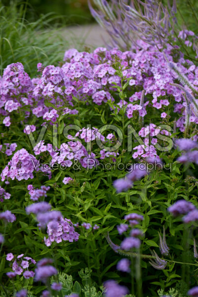 Phlox