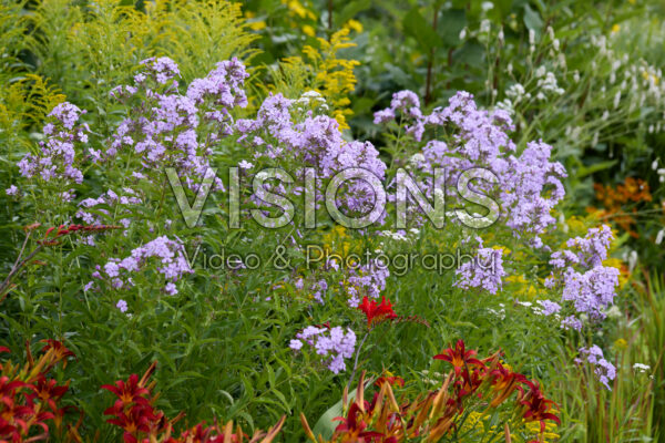 Phlox