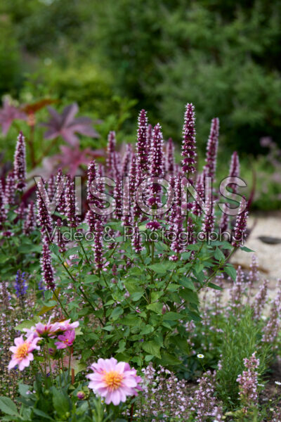 Agastache