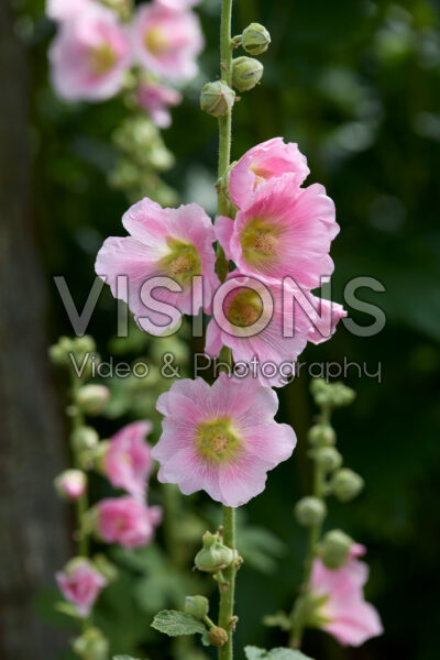 Alcea rosea Alcea rosea