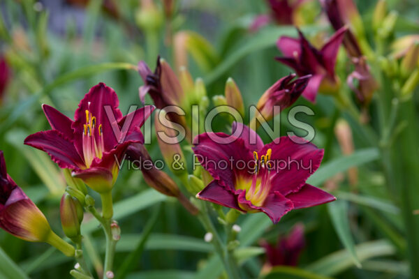 Hemerocallis