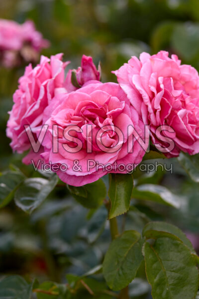 Rosa Wildberry
