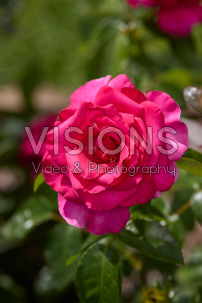 Rosa Hot Lady