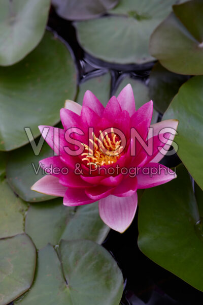 Nymphaea
