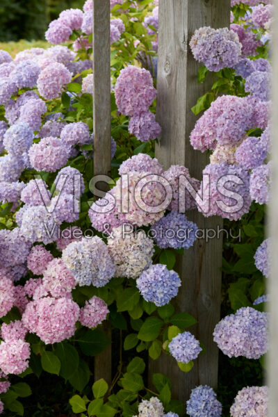 Hydrangea Hydrangea