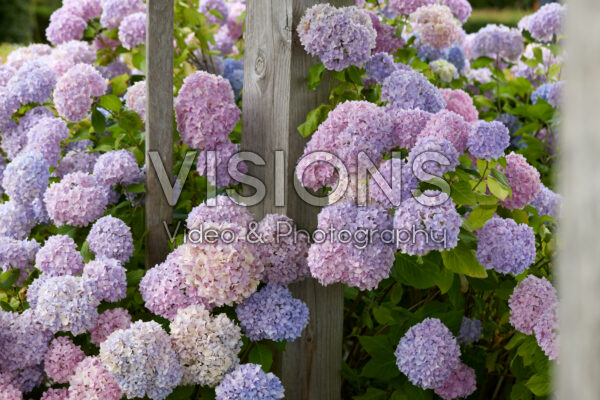 Hydrangea Hydrangea