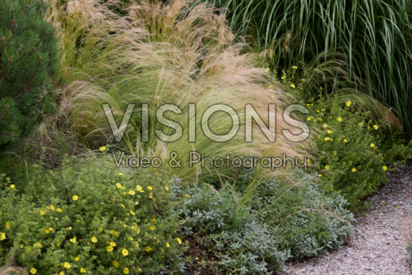 Stipa tenuissima Stipa tenuissima