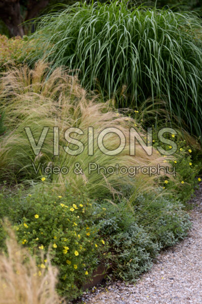 Stipa tenuissima