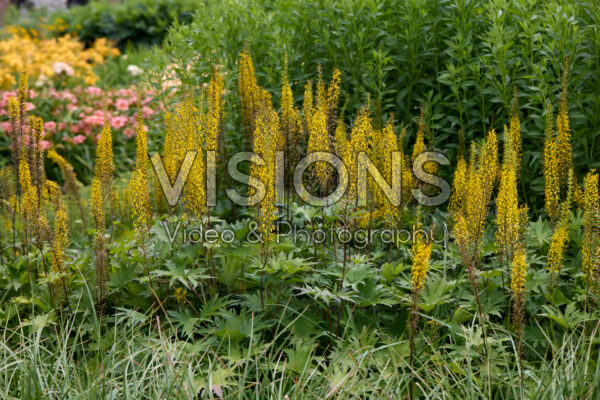 Ligularia Ligularia