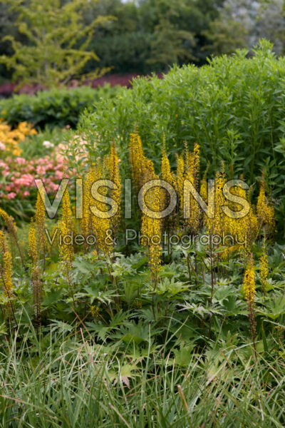 Ligularia