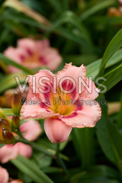 Hemerocallis