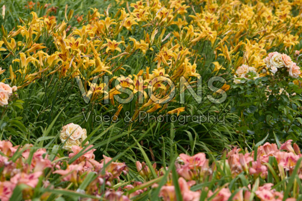 Hemerocallis