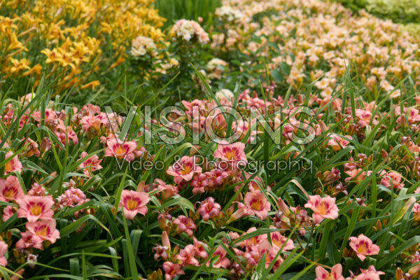 Hemerocallis Hemerocallis