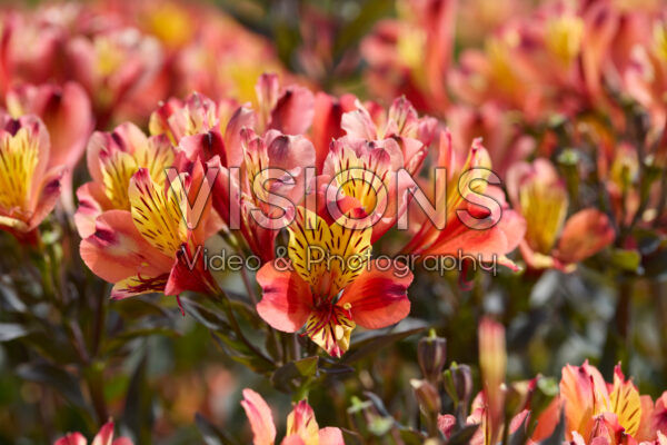 Alstroemeria Indian Summer