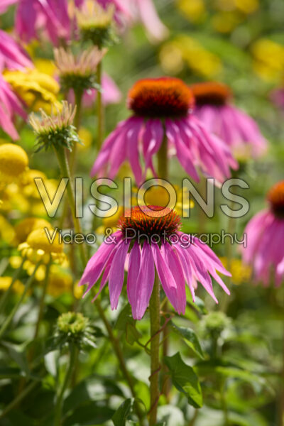 Echinacea