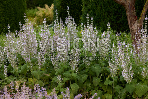 Salvia Salvia